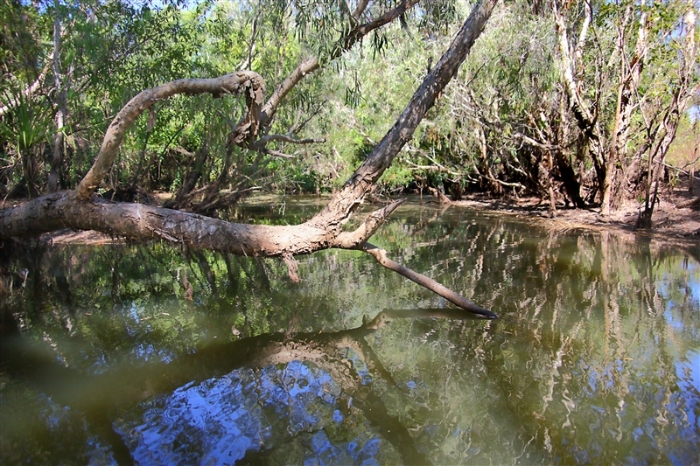 _800Mt Borradaile - Cooper Creek_5635_m